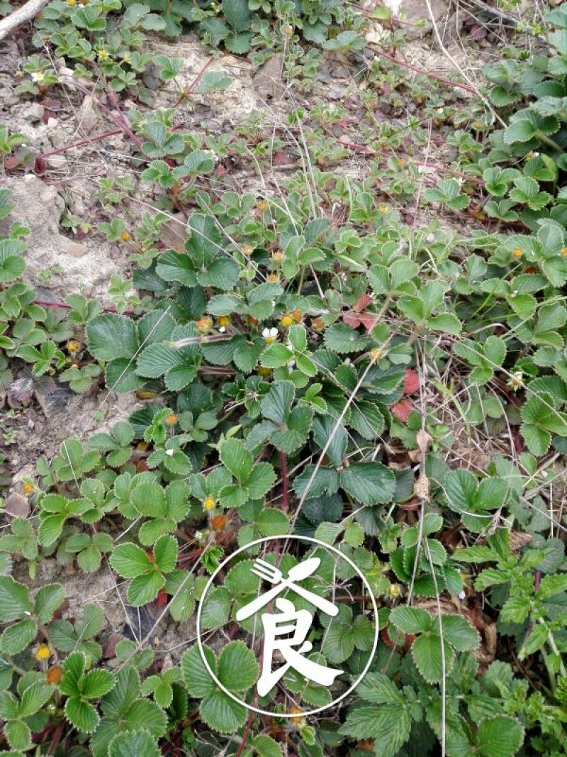 黄毛草莓苗