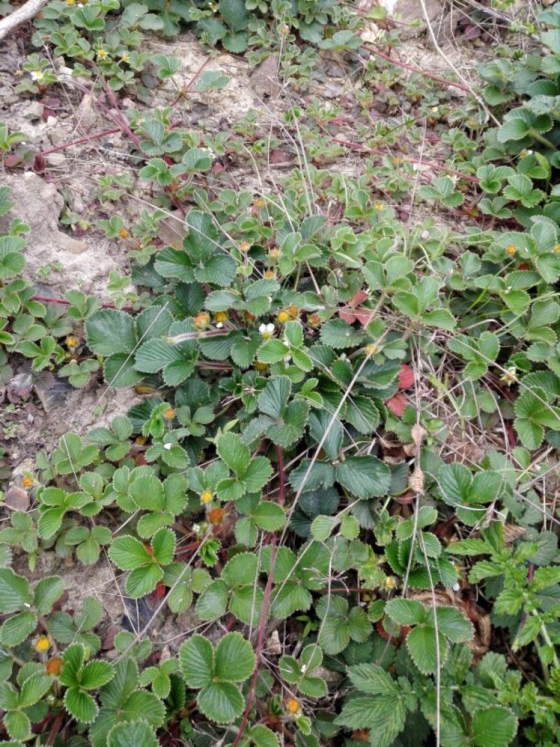 黄毛草莓苗