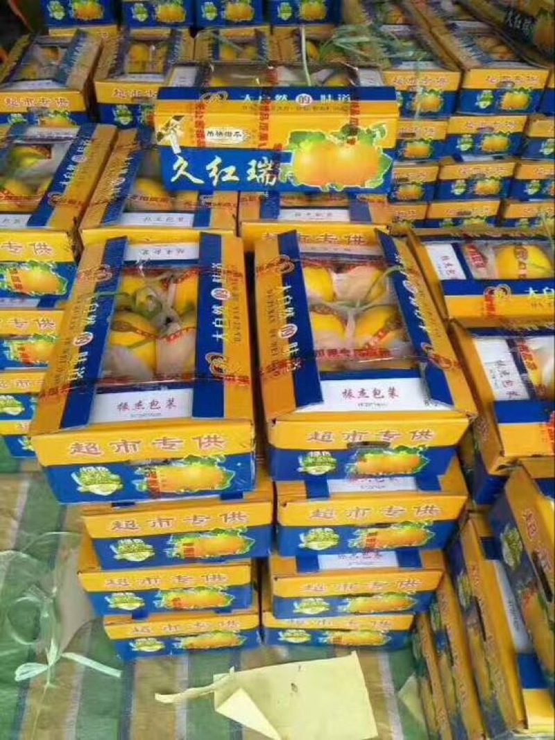 瑞红香瓜2斤以上