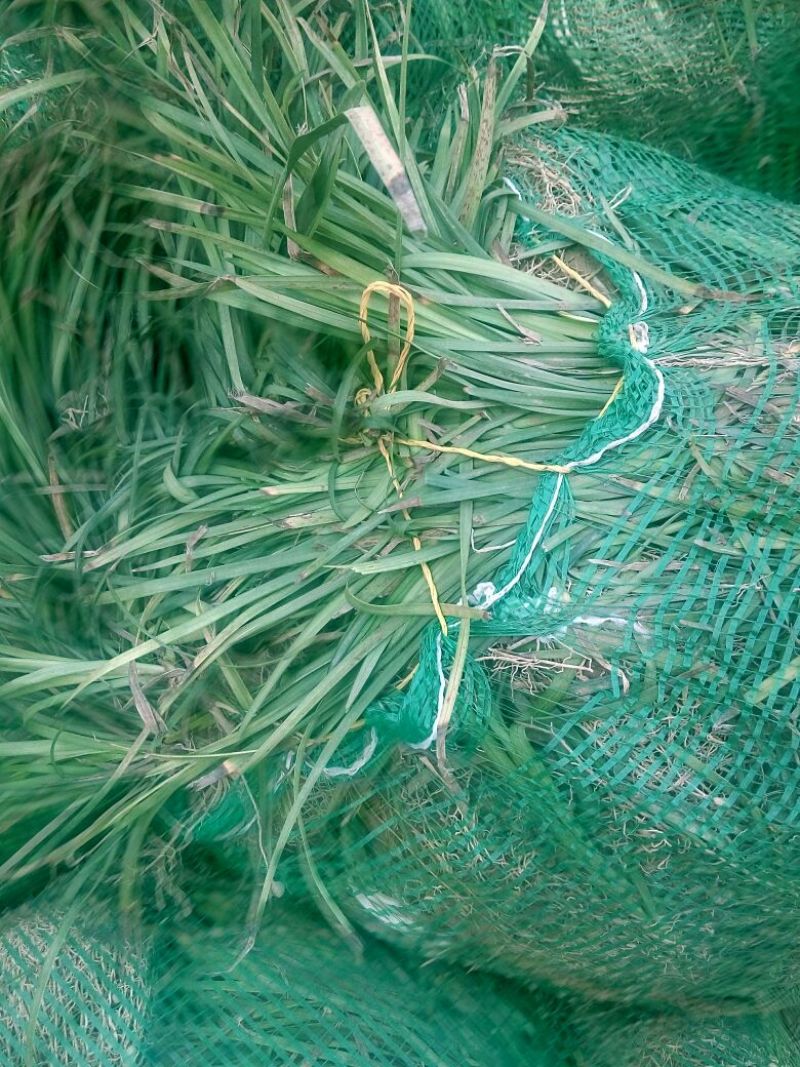 18公分高麦冬草现货随时起苗含土量少供货稳定