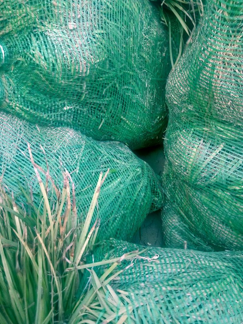 麦冬草绿化工程苗常年四季常青现场视频看货