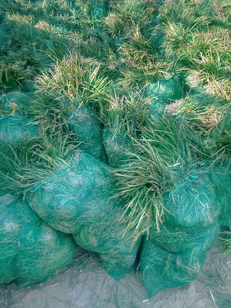 麦冬草绿化工程苗常年四季常青现场视频看货