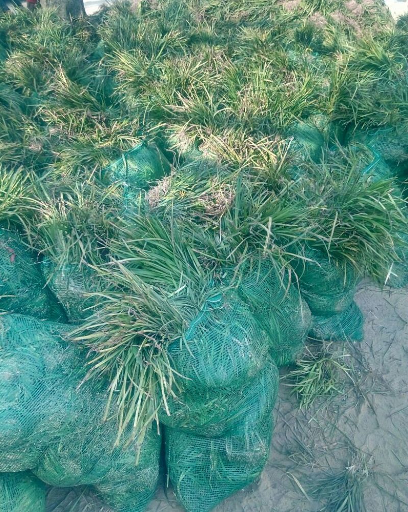 麦冬草绿化工程苗常年四季常青现场视频看货