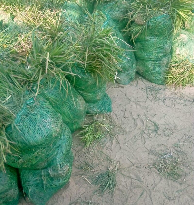 麦冬草绿化工程苗常年四季常青现场视频看货