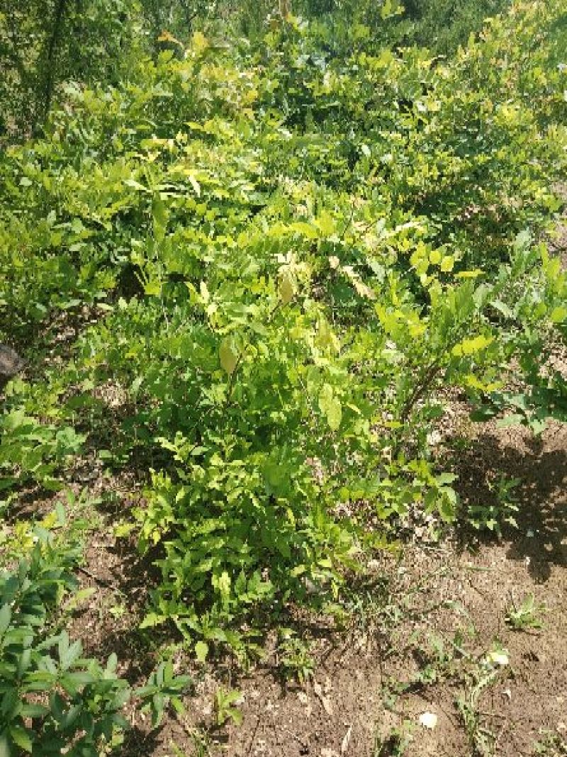 紫藤，30-90高，1-5公分。