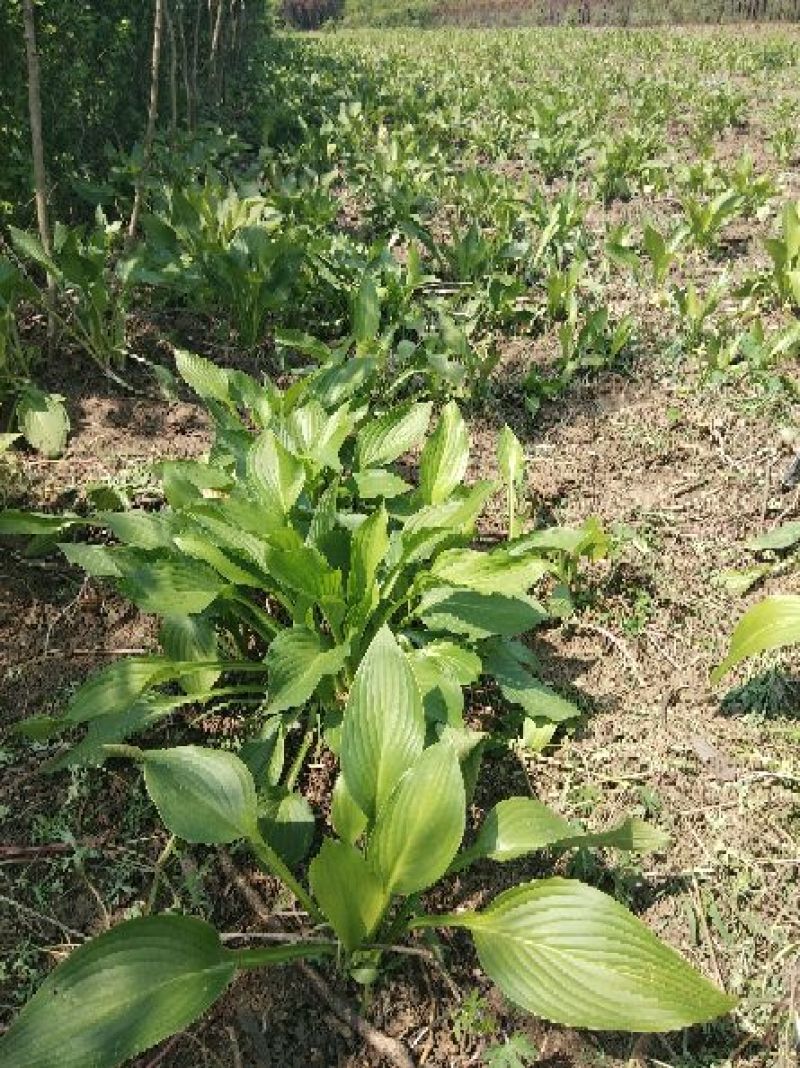 玉簪10-30高