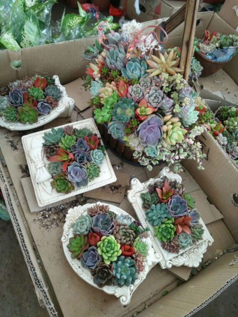 多肉植物