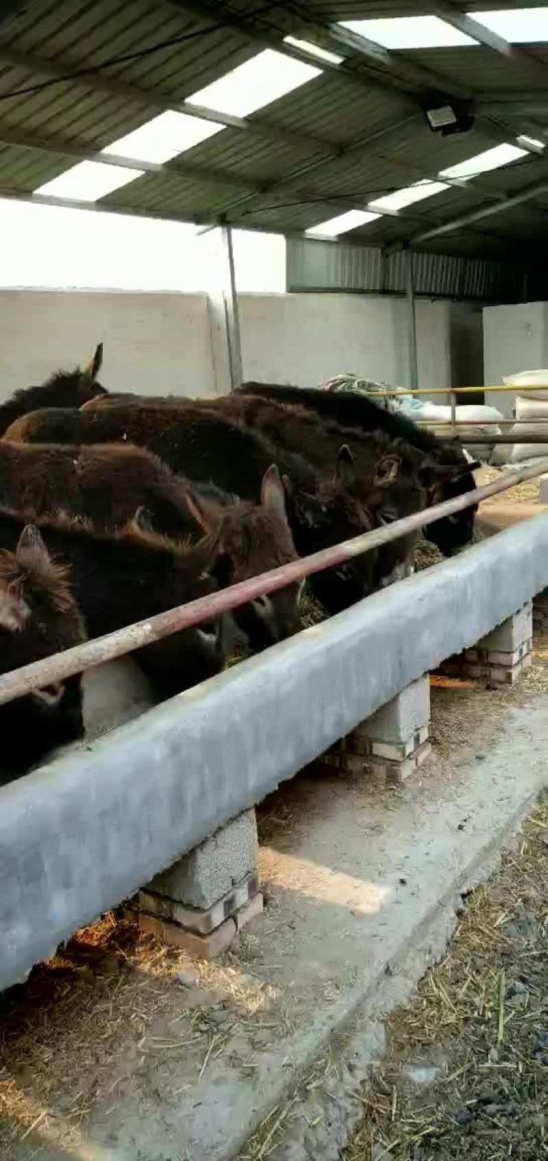 肉驴