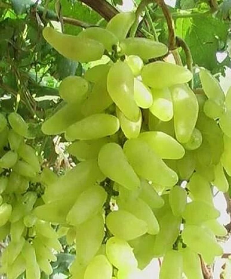 葡萄