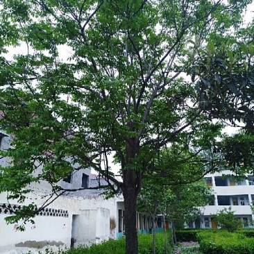 精品栾树