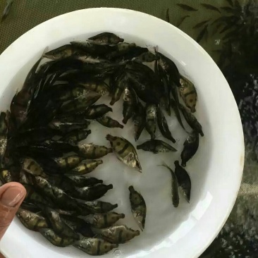 桂花鱼苗鳜鱼鱼苗桂鱼苗鳜鱼苗杂交桂花鱼苗淡水翘嘴鳜鱼肉
