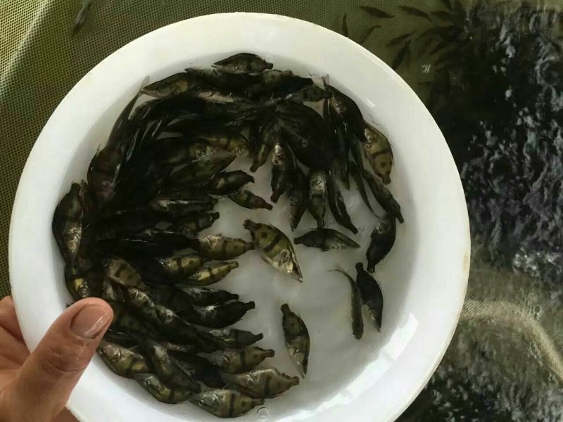桂花鱼苗鳜鱼鱼苗桂鱼苗鳜鱼苗杂交桂花鱼苗淡水翘嘴鳜鱼肉