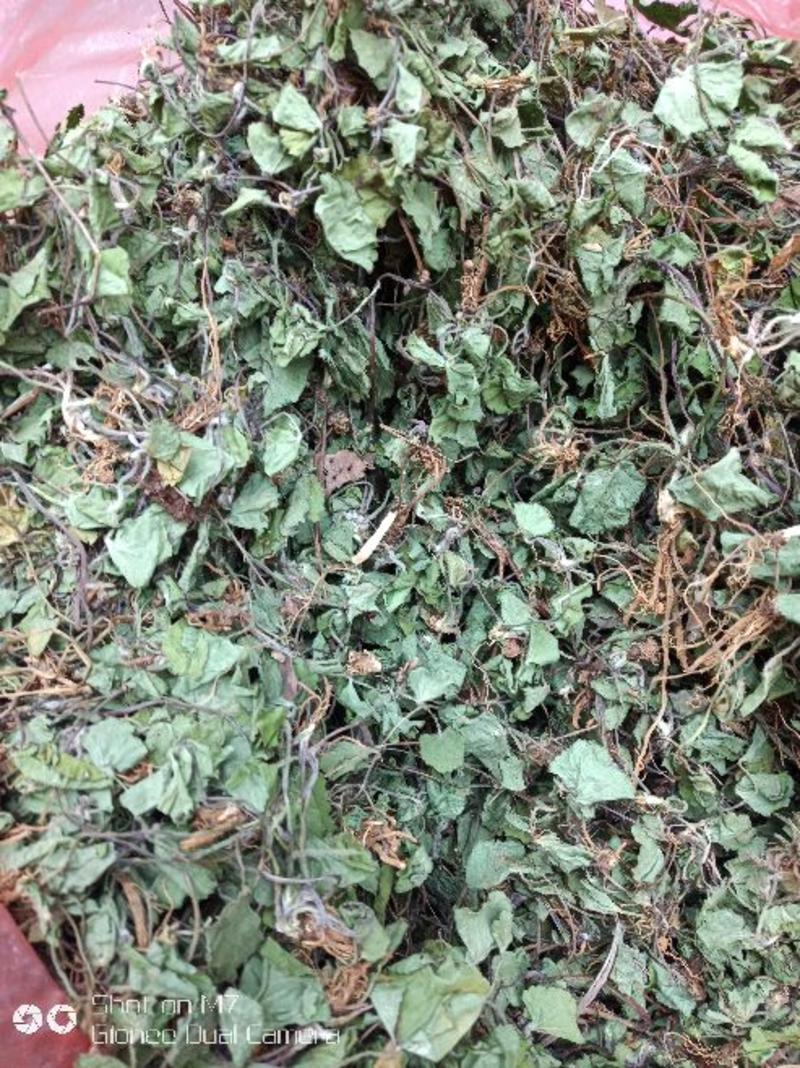 积雪草，又名马蹄草，产于贵州省黔西南州，纯野生，