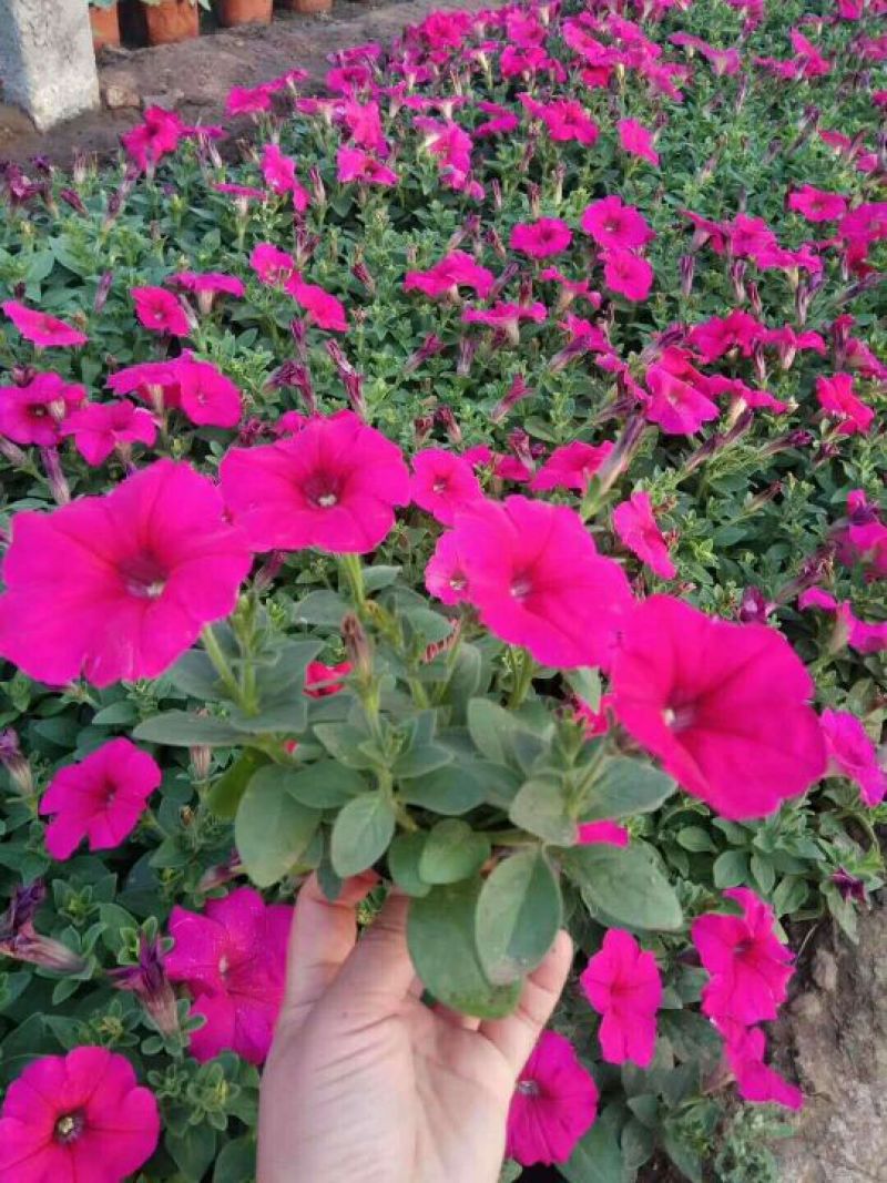 牵牛花10~20cm