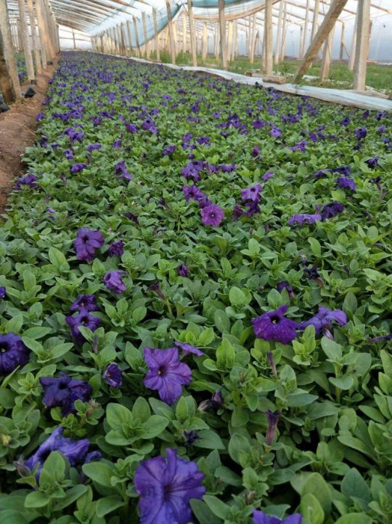 牵牛花10~20cm