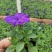 牵牛花10~20cm