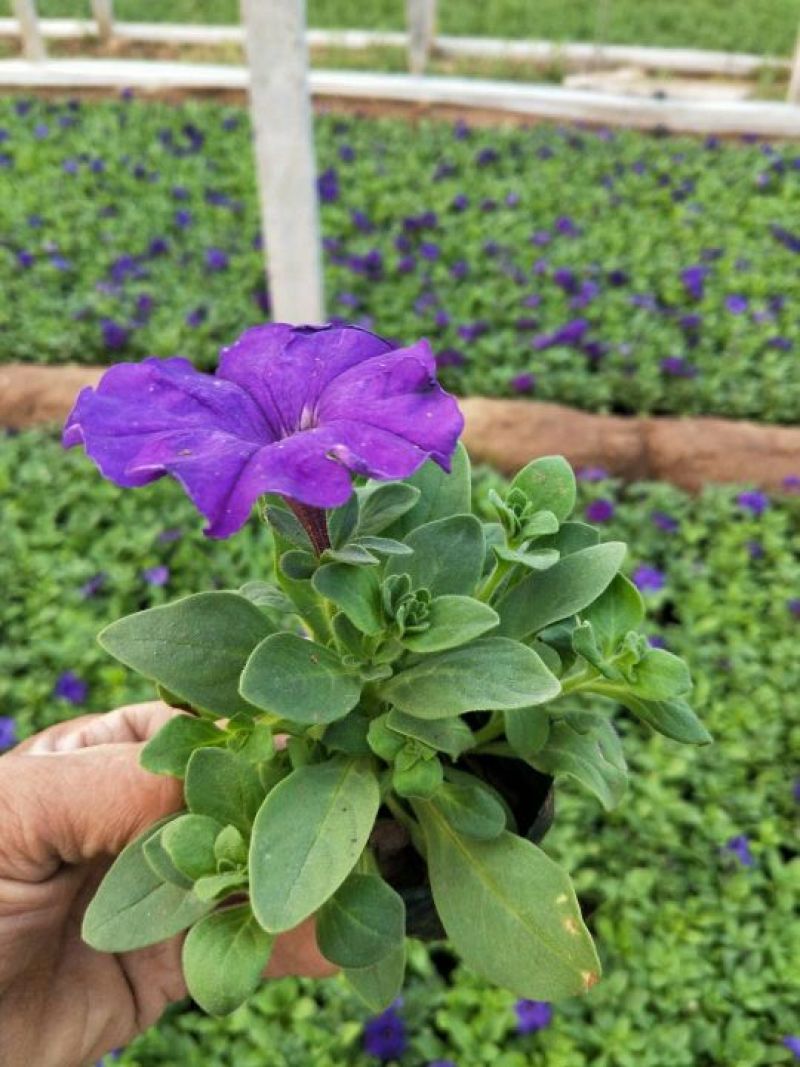 牵牛花10~20cm