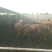 肉马300~400kg