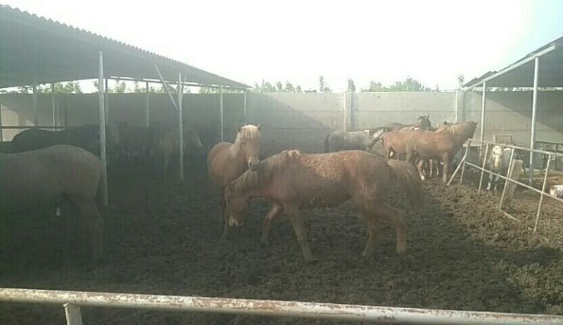 肉马300~400kg