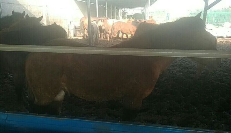 肉马300~400kg