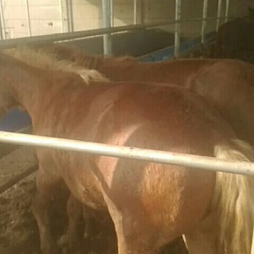 肉马300~400kg