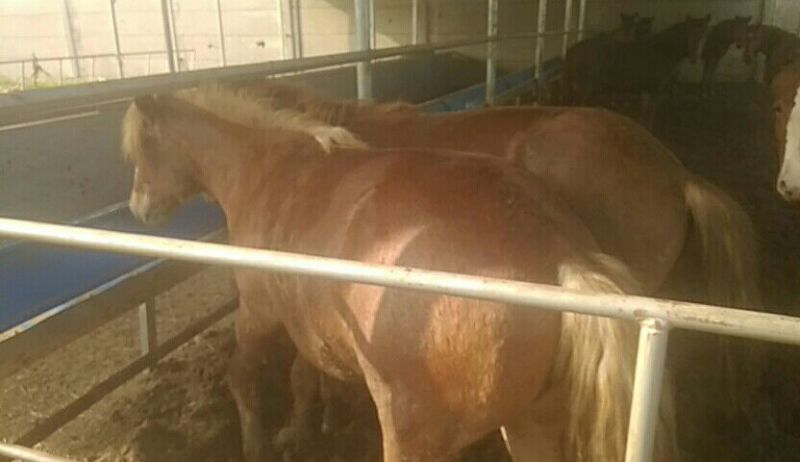 肉马300~400kg