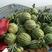 《美都西瓜》头茬瓜大红瓢万亩西瓜基地6斤打底大量上市