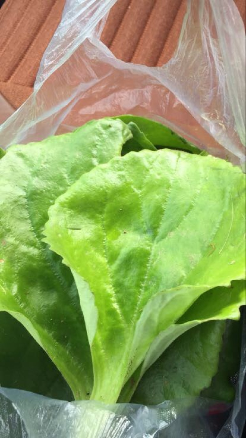 岩白菜