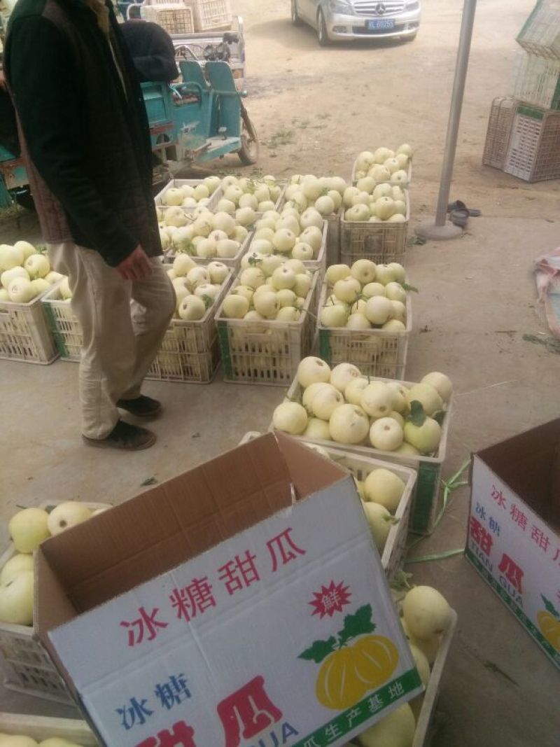 白甜瓜，产地供应，皮薄，含糖量高，大量上市，1茬