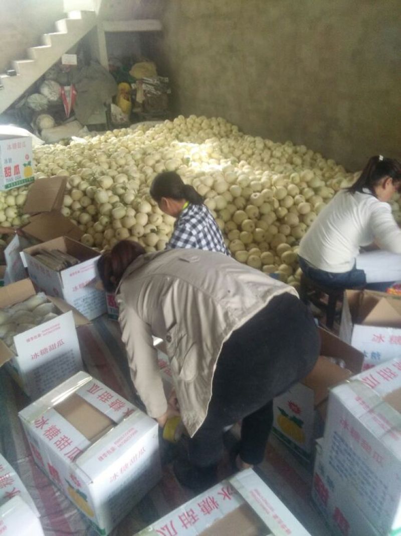 白甜瓜，产地供应，皮薄，含糖量高，大量上市，1茬
