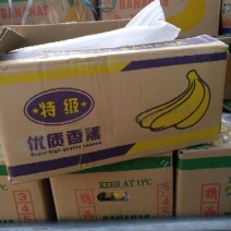 河口香蕉八成熟