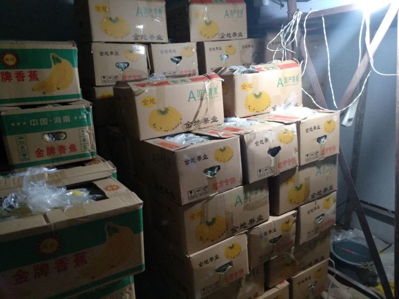 河口香蕉八成熟