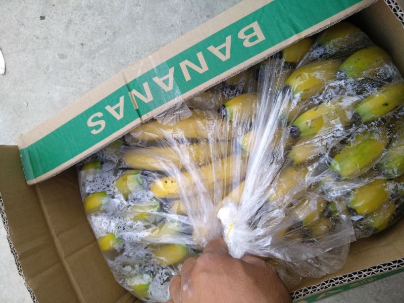河口香蕉八成熟