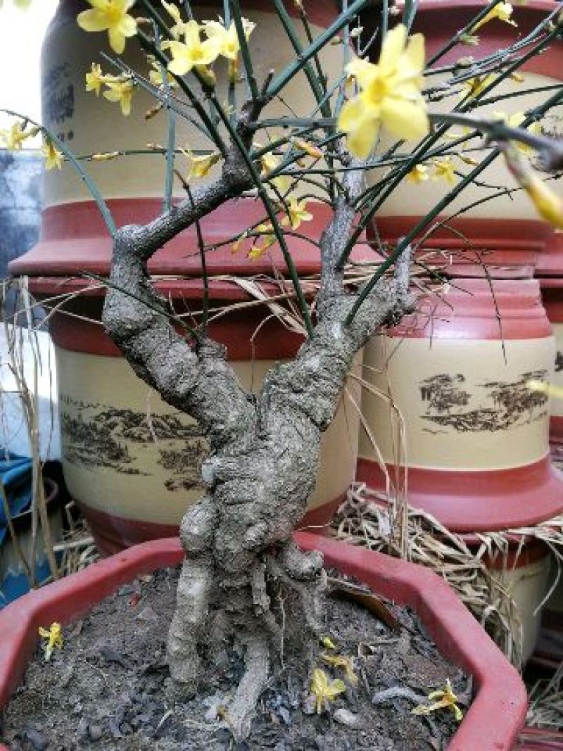 迎春花1米以下