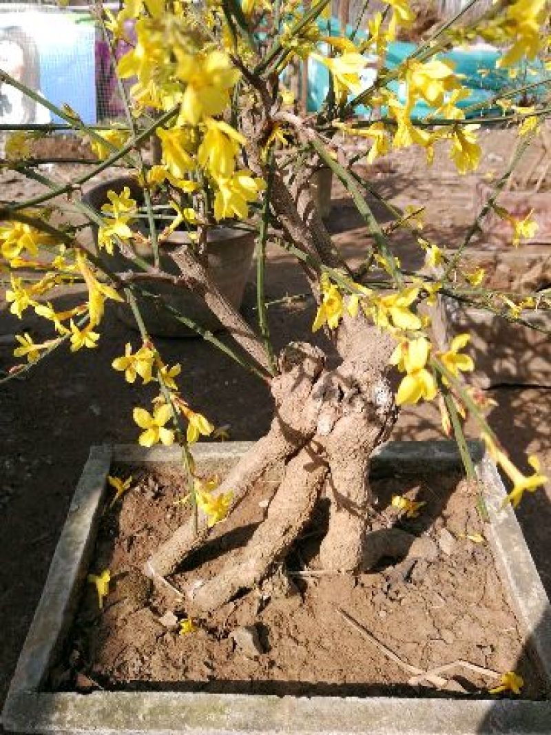 迎春花1米以下