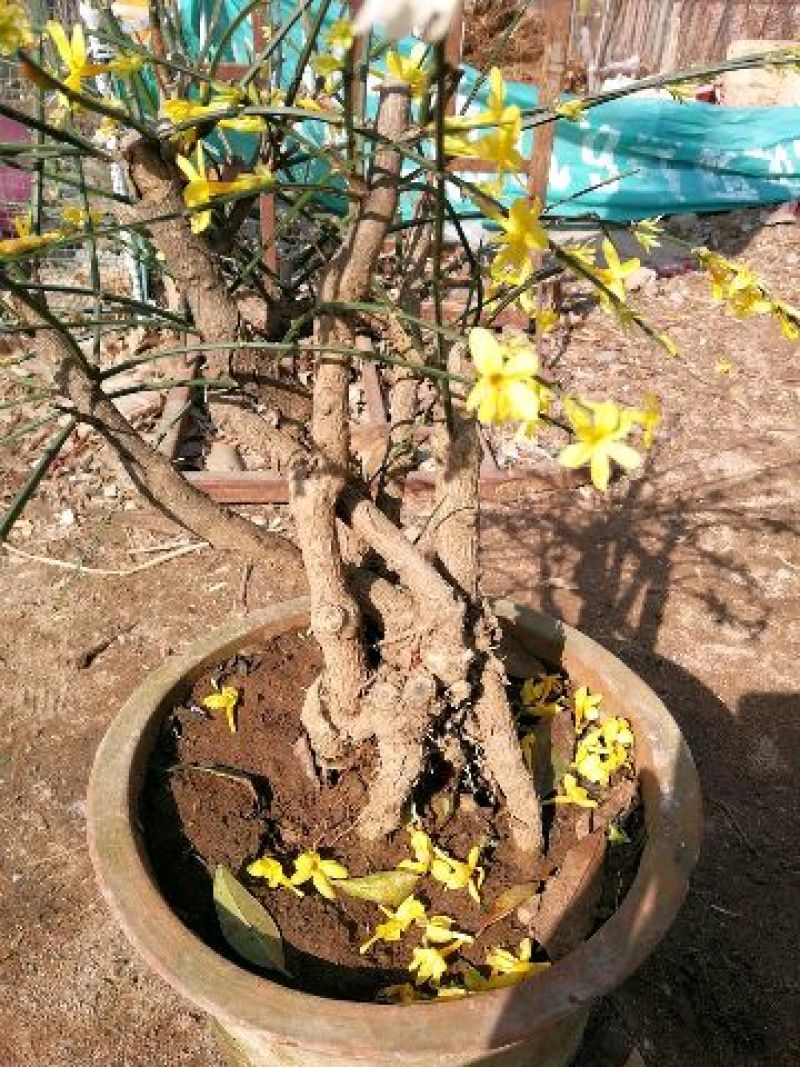 迎春花1米以下