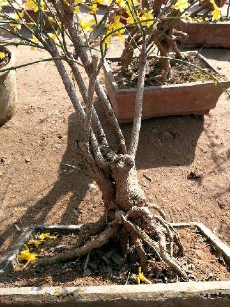 迎春花1米以下