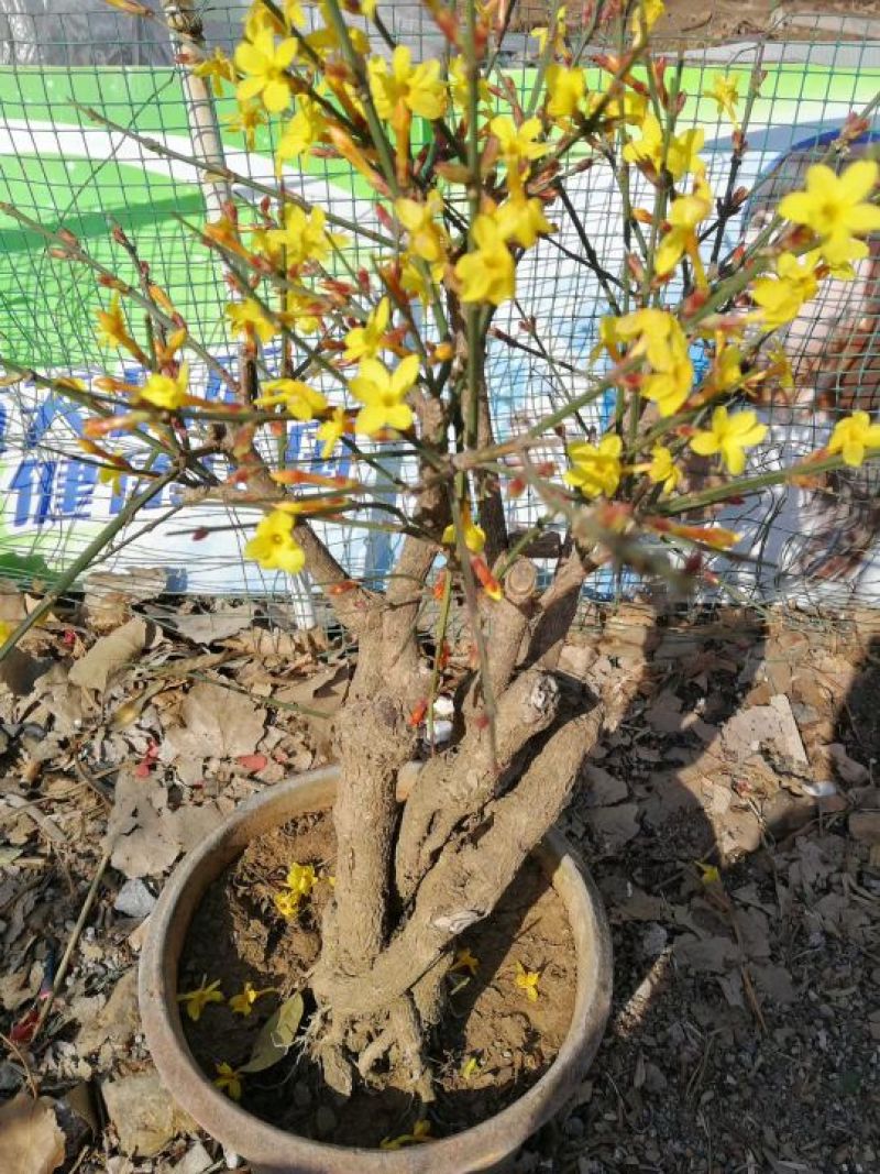 迎春花1米以下