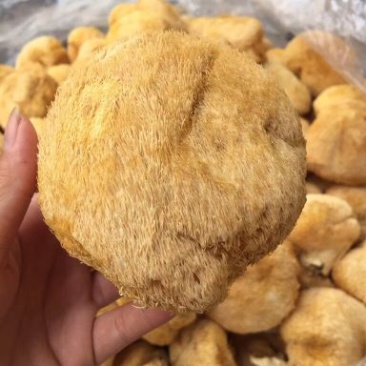 猴头菇新货一茬