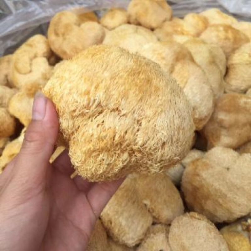 猴头菇新货一茬