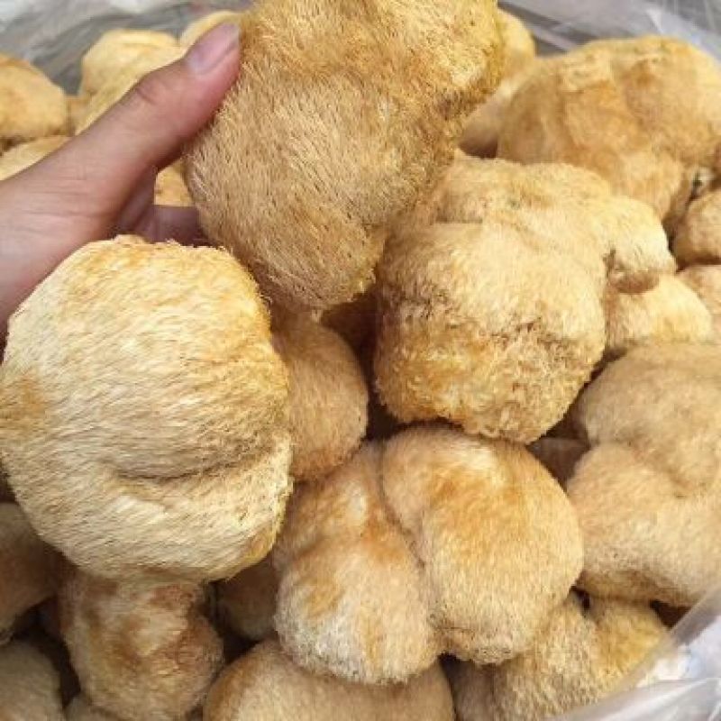 猴头菇新货一茬