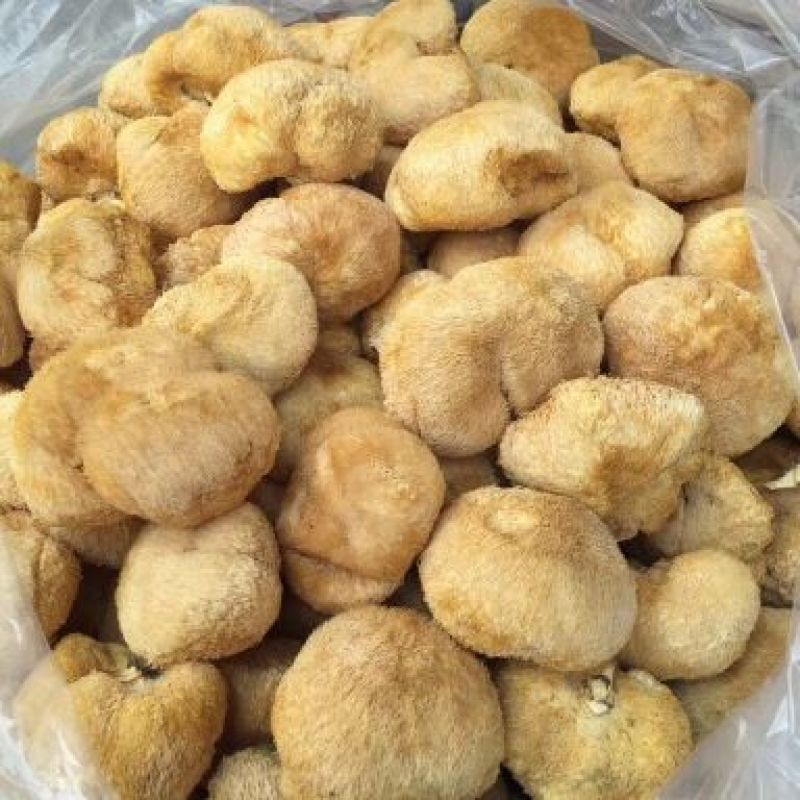 猴头菇新货一茬