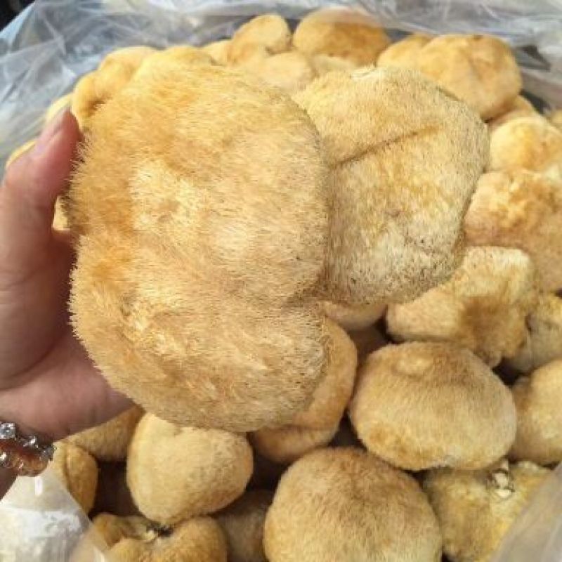 猴头菇新货一茬