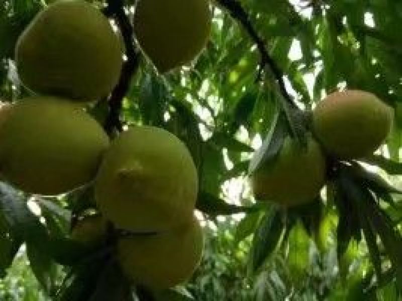 连平县鹰嘴水蜜桃、广东省鹰嘴桃大果3~5两