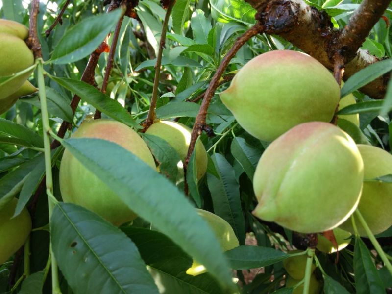 连平县鹰嘴水蜜桃、广东省鹰嘴桃大果3~5两
