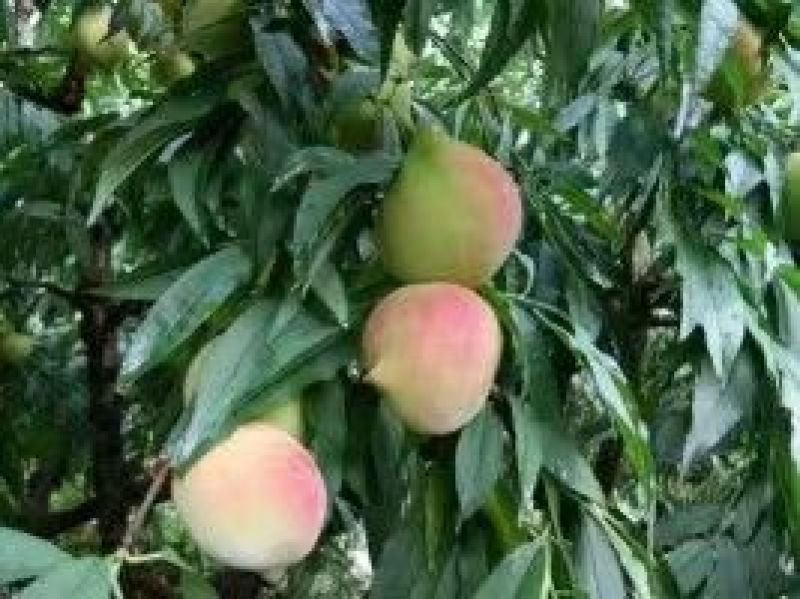 连平县鹰嘴水蜜桃、广东省鹰嘴桃大果3~5两