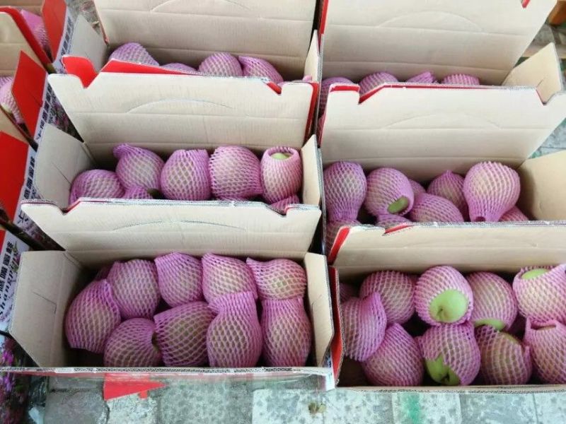 连平县鹰嘴水蜜桃、广东省鹰嘴桃大果3~5两