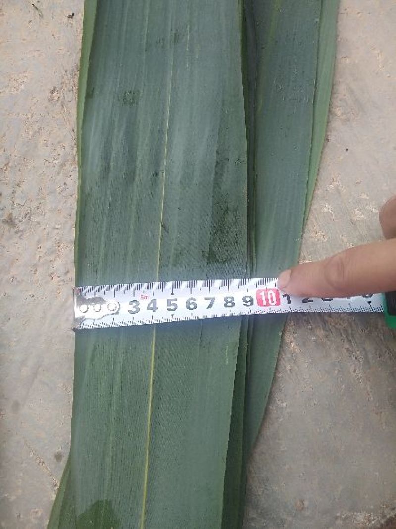 粽叶9cm