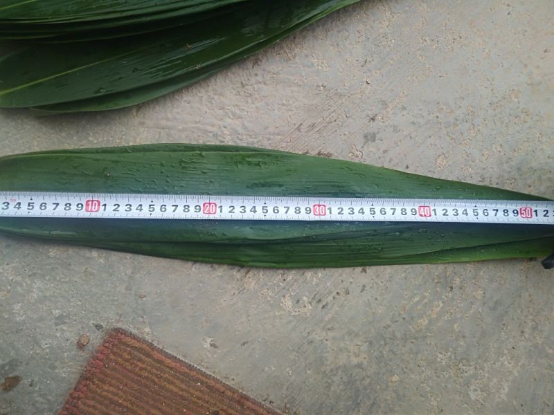 粽叶9cm