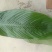 粽叶9cm